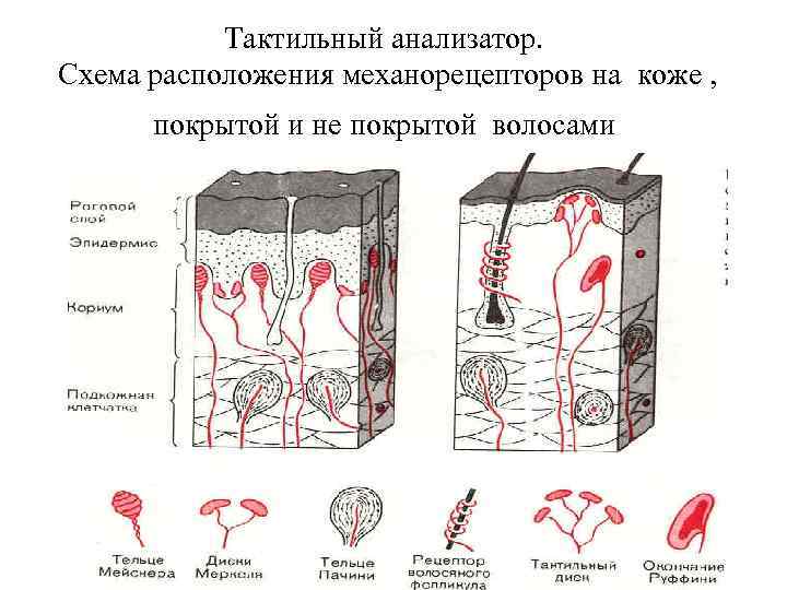 Тактильный анализатор. Схема расположения механорецепторов на коже , покрытой и не покрытой волосами 