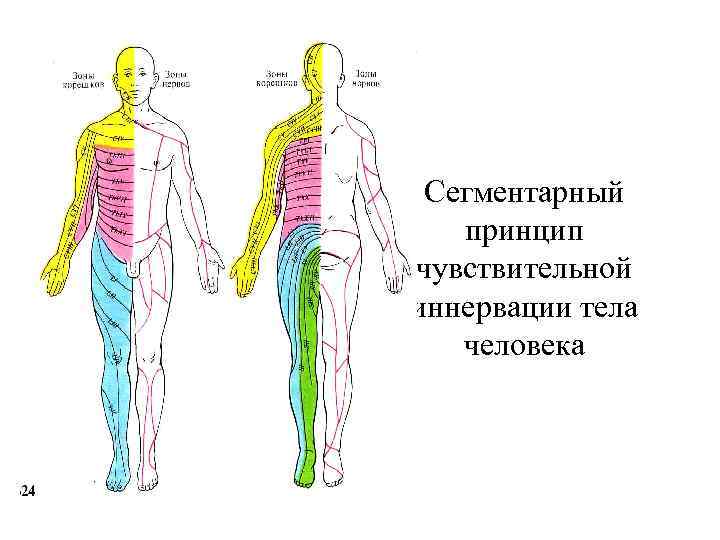 Сегментарный принцип чувствительной иннервации тела человека 