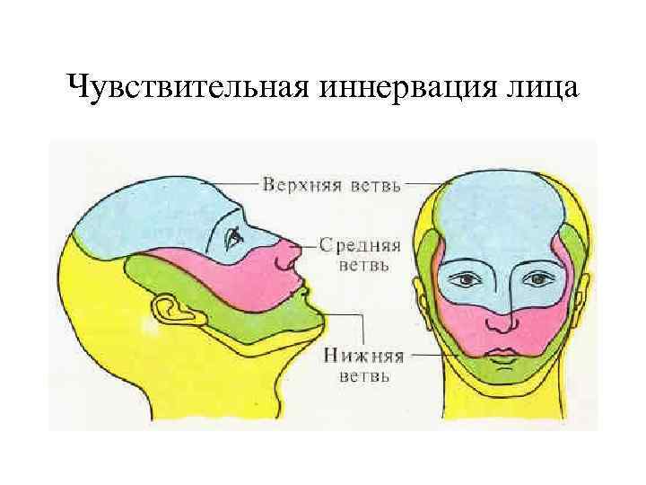 Чувствительная иннервация лица 