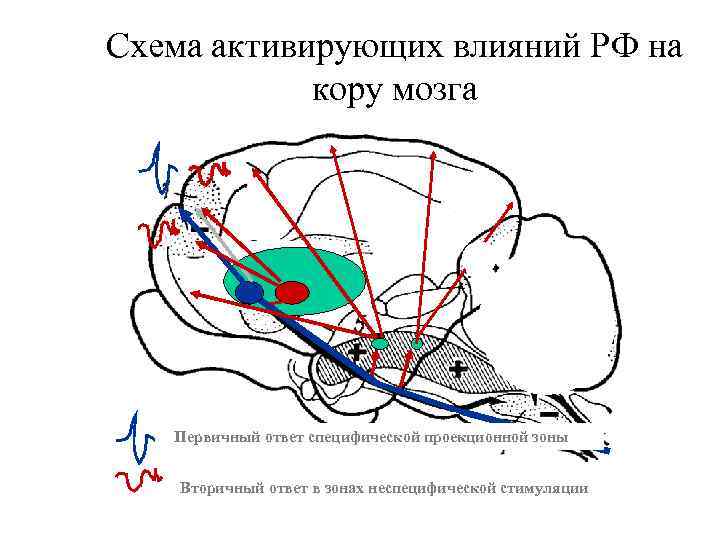 Схема активирующих влияний РФ на кору мозга Первичный ответ специфической проекционной зоны Вторичный ответ