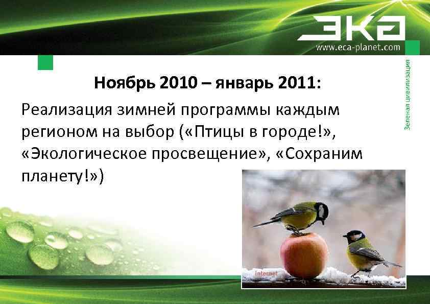 Ноябрь 2010 – январь 2011: Реализация зимней программы каждым регионом на выбор ( «Птицы