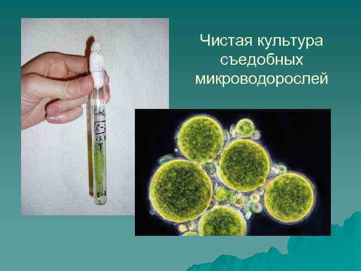 Чистая культура съедобных микроводорослей 