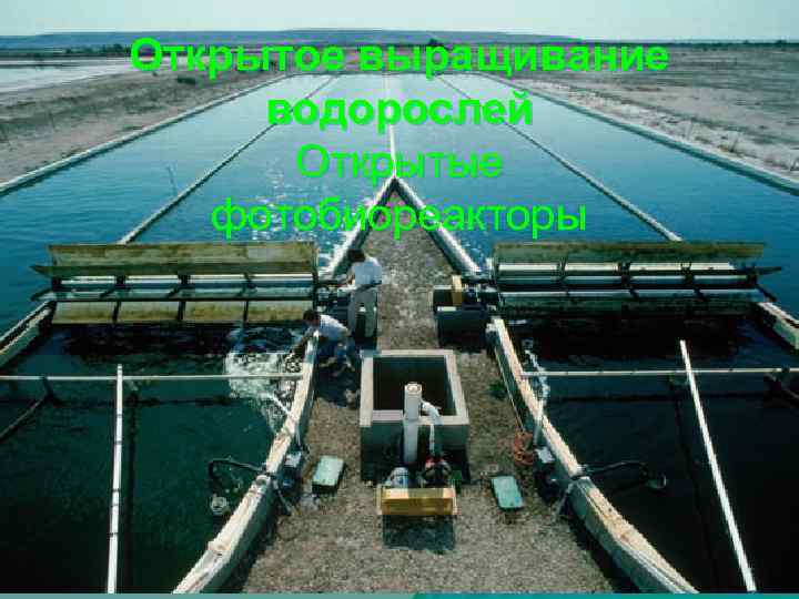 Открытое выращивание водорослей Открытые фотобиореакторы 