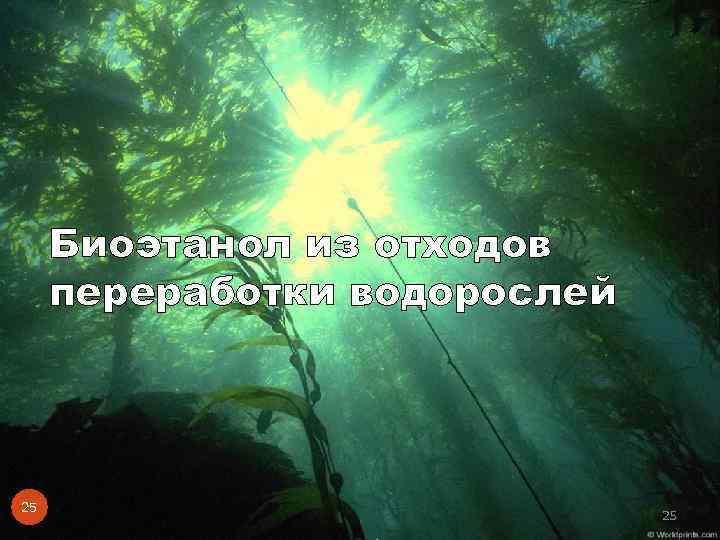 Биоэтанол из отходов переработки водорослей 25 25 