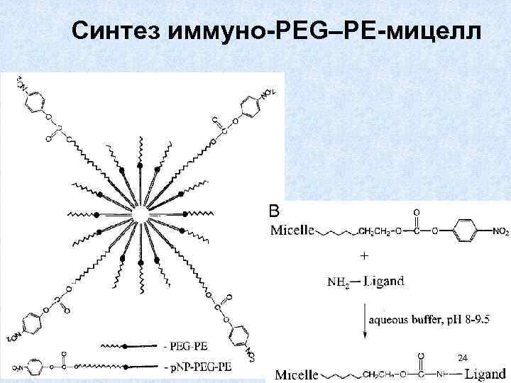 Синтез иммуно-PEG–PE-мицелл 24 