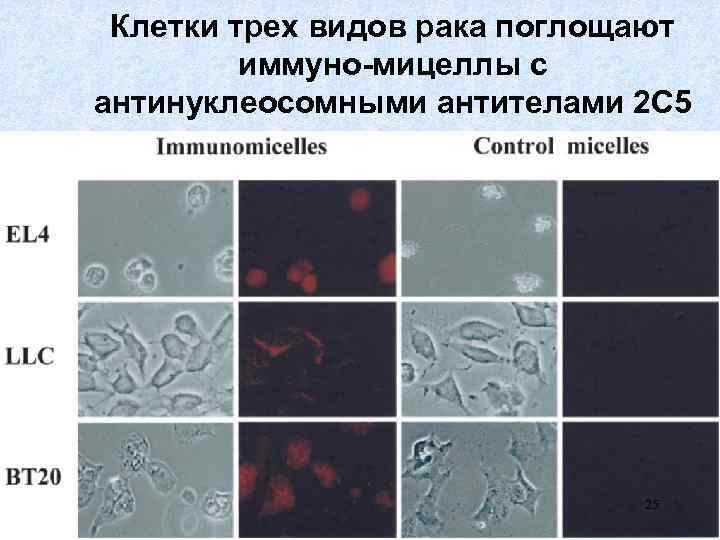 Клетки трех видов рака поглощают иммуно-мицеллы с антинуклеосомными антителами 2 C 5 25 