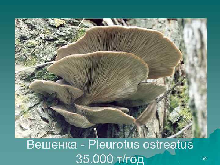 Вешенка - Pleurotus ostreatus 35. 000 т/год 24 