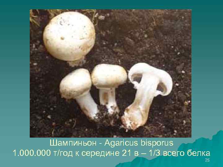 Шампиньон - Agaricus bisporus 1. 000 т/год к середине 21 в – 1/3 всего