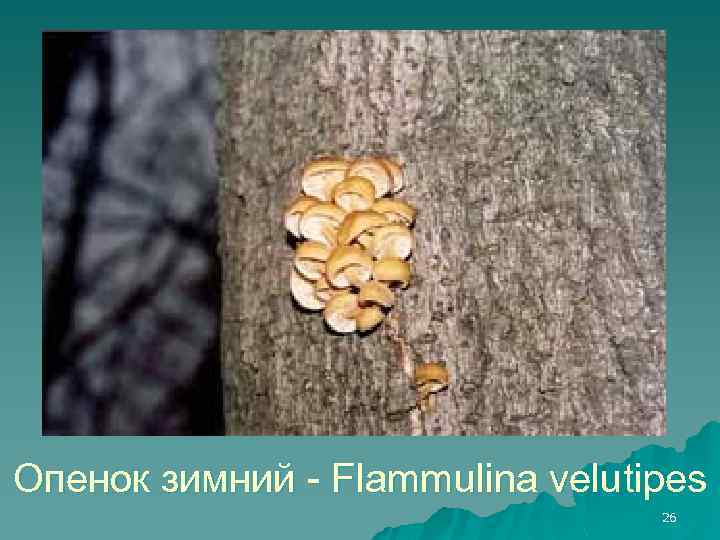 Опенок зимний - Flammulina velutipes 26 
