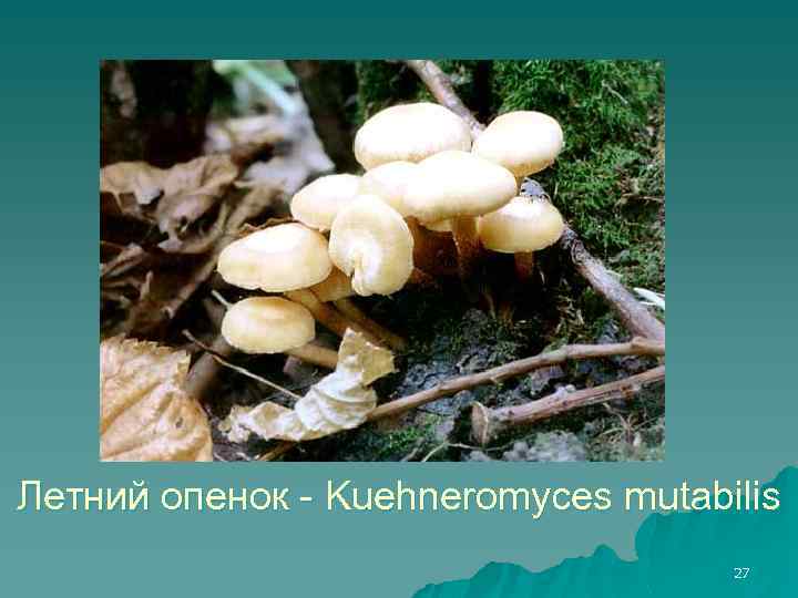 Летний опенок - Kuehneromyces mutabilis 27 
