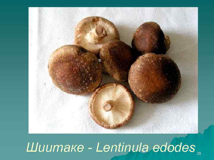 Шиитаке - Lentinula edodes 28 