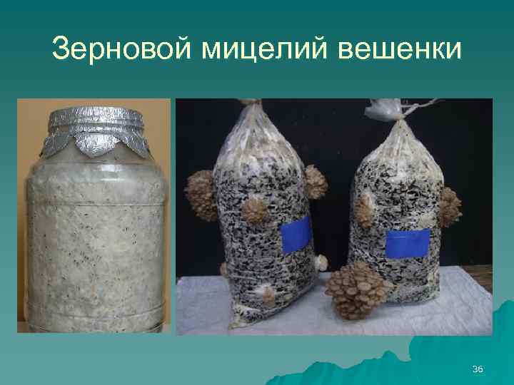 Зерновой мицелий вешенки 36 