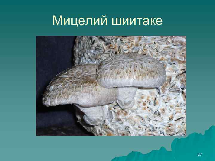 Мицелий шиитаке 37 