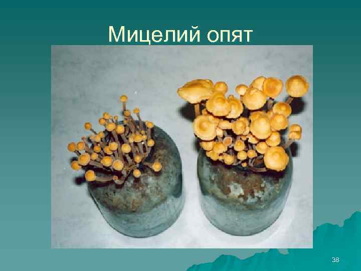 Мицелий опят 38 