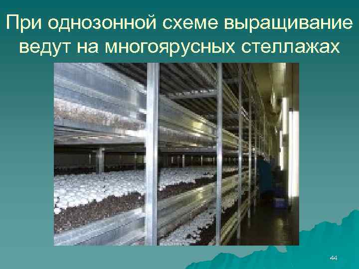 При однозонной схеме выращивание ведут на многоярусных стеллажах 44 