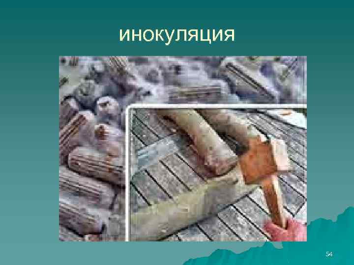 инокуляция 54 