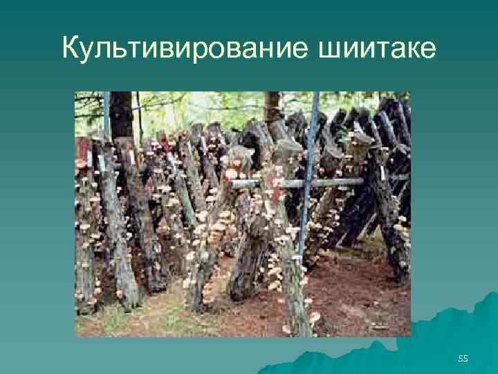 Культивирование шиитаке 55 
