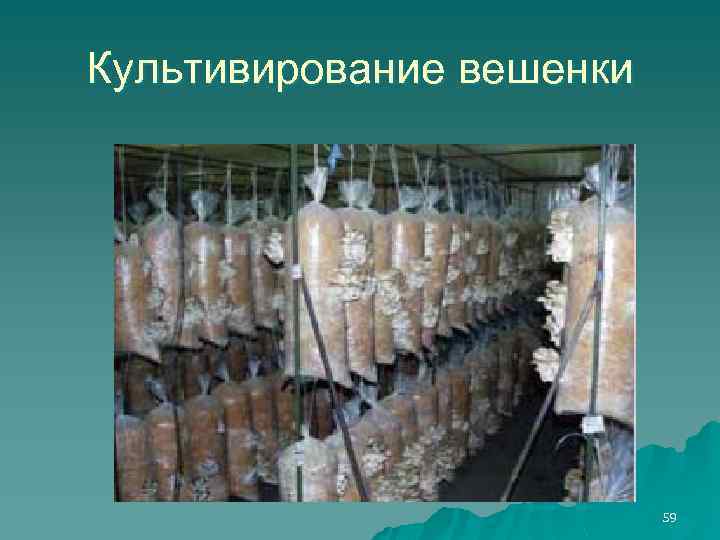 Культивирование вешенки 59 