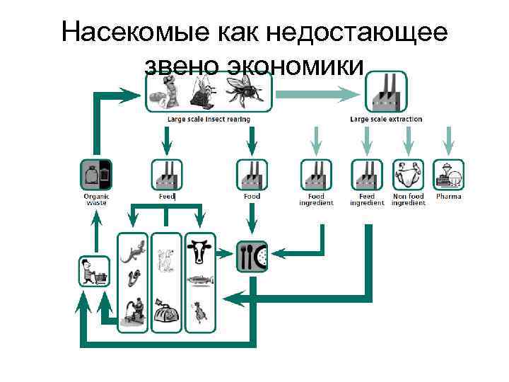 Насекомые как недостающее звено экономики 