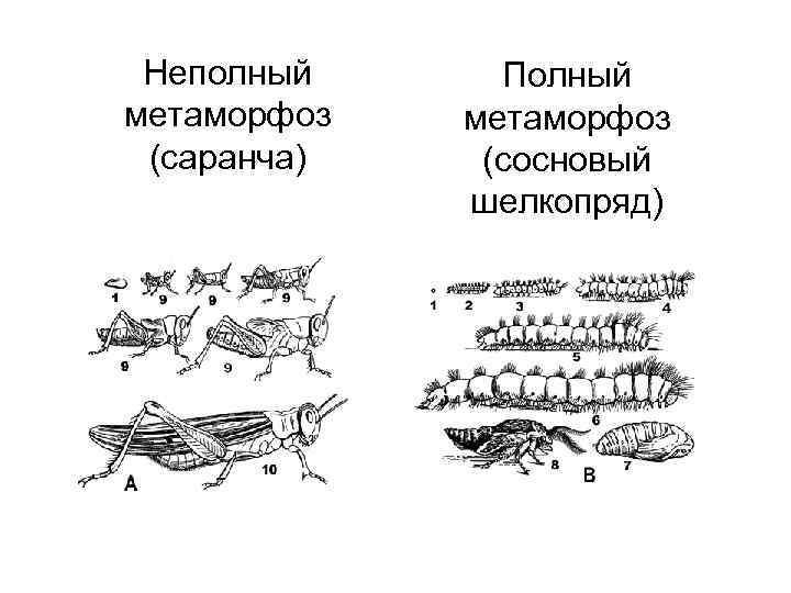 Неполный метаморфоз (саранча) Полный метаморфоз (сосновый шелкопряд) 