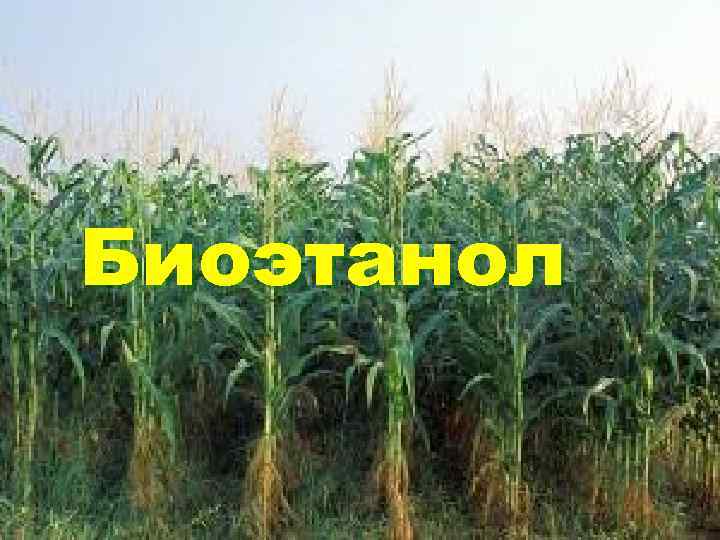 Биоэтанол 