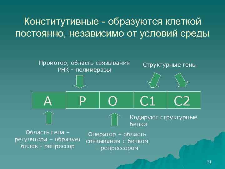 Конститутивные - образуются клеткой постоянно, независимо от условий среды Промотор, область связывания РНК -