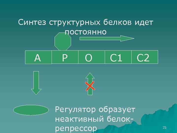 Синтез структурных белков идет постоянно А Р О С 1 Регулятор образует неактивный белокрепрессор