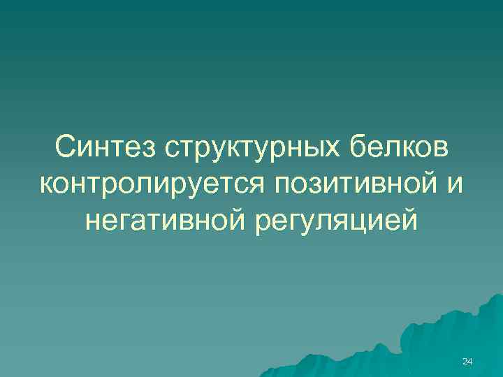 Синтез структурных белков контролируется позитивной и негативной регуляцией 24 