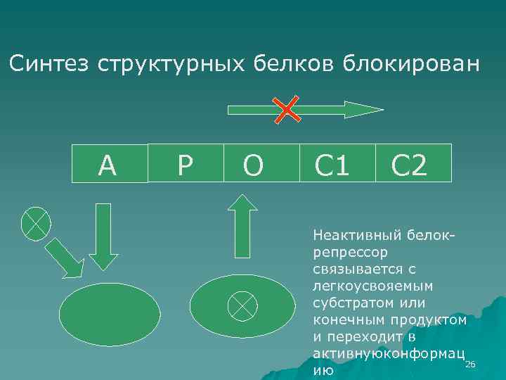 Синтез структурных белков блокирован А Р О С 1 С 2 Неактивный белокрепрессор связывается