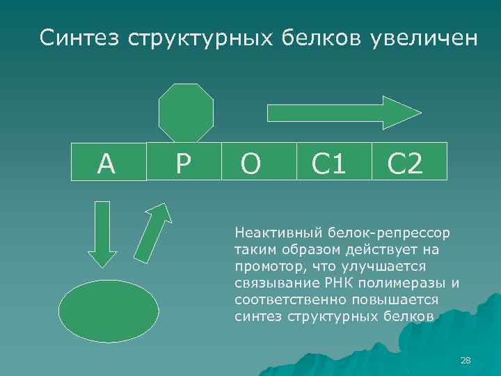 Синтез структурных белков увеличен А Р О С 1 С 2 Неактивный белок-репрессор таким