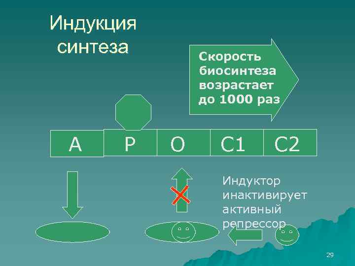 Индукция синтеза А Р Скорость биосинтеза возрастает до 1000 раз О С 1 С