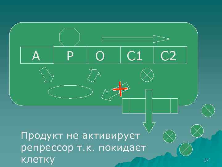 А Р О С 1 Продукт не активирует репрессор т. к. покидает клетку С