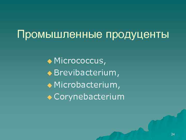 Промышленные продуценты u Micrococcus, u Brevibacterium, u Microbacterium, u Corynebacterium 24 