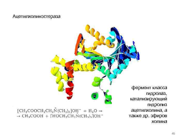 Ацетилхолинэстераза фермент класса гидролаз, катализирующий гидролиз ацетилхолина, а также др. эфиров холина 49 