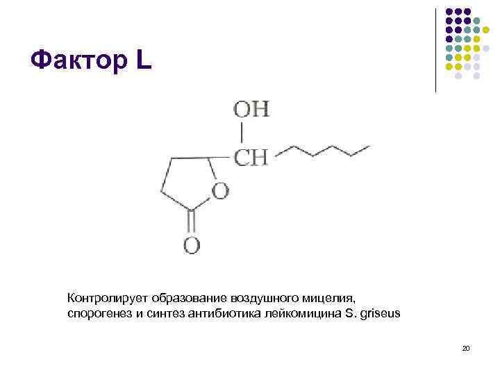 Фактор L Контролирует образование воздушного мицелия, спорогенез и синтез антибиотика лейкомицина S. griseus 20