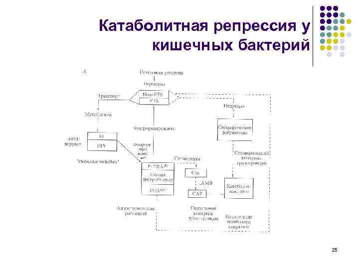 Катаболитная репрессия у кишечных бактерий 25 