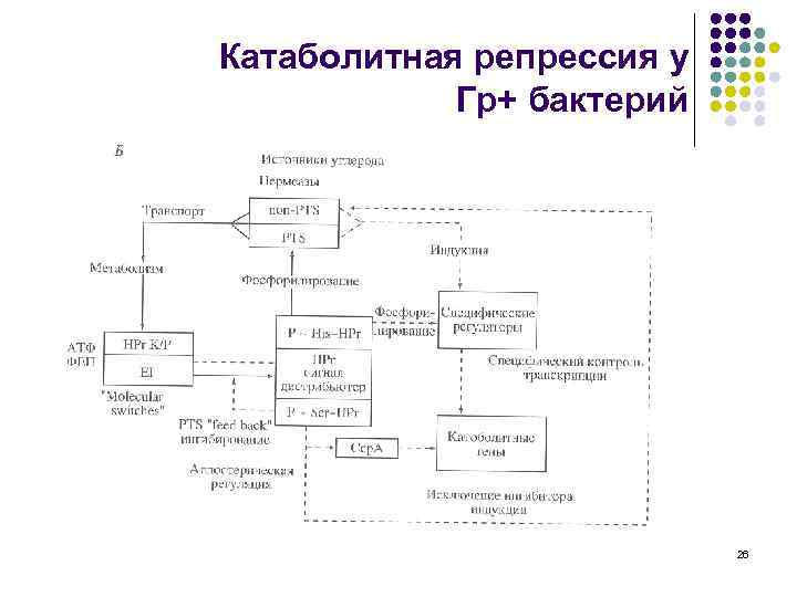 Катаболитная репрессия у Гр+ бактерий 26 
