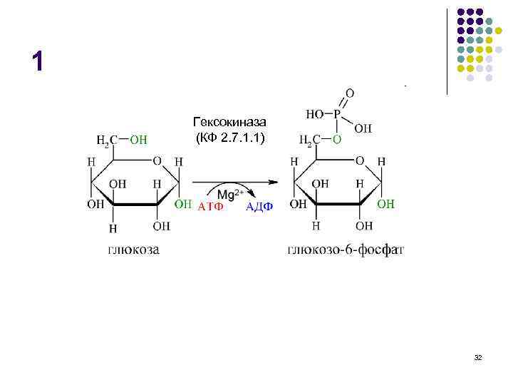 1 Гексокиназа (КФ 2. 7. 1. 1) 32 