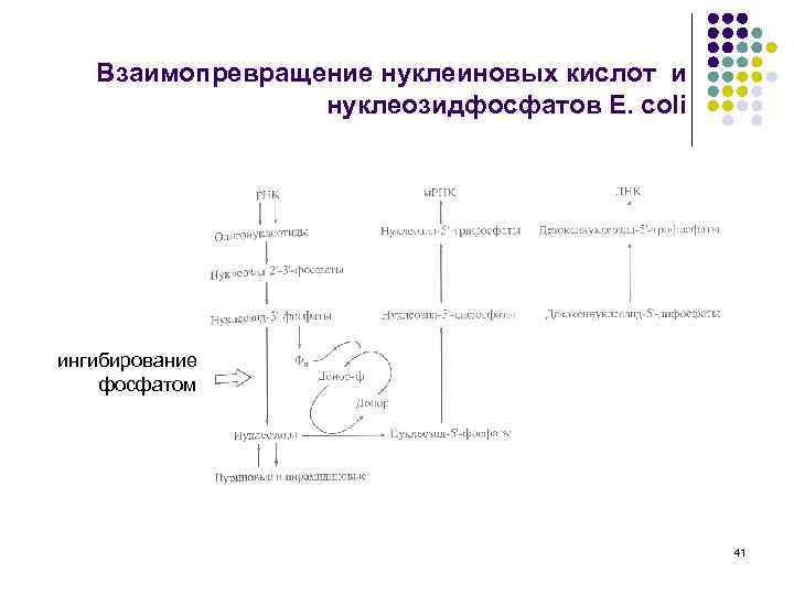 Общая схема распада нуклеиновых кислот пищи