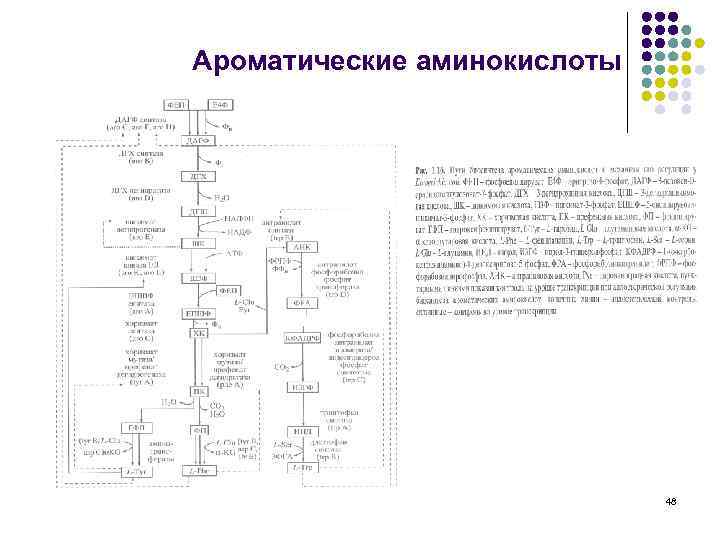 Ароматические аминокислоты 48 