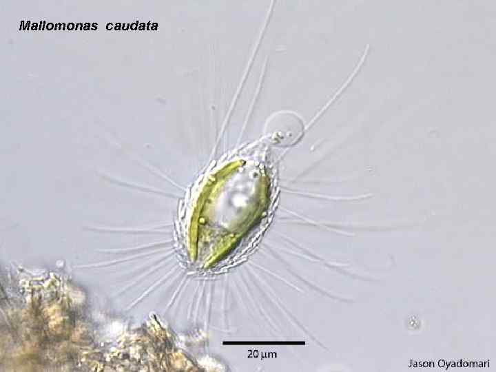 Mallomonas caudata 