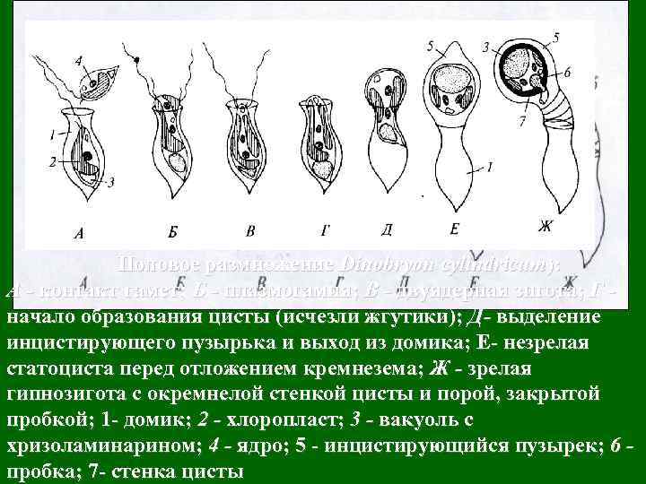 Половое размножение Dinobryon cylindricum): A - контакт гамет; Б - плазмогамия; В - двуядерная