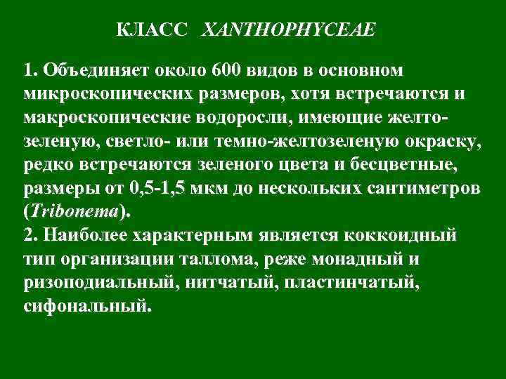 КЛАСС XANTHOPHYCEAE 1. Объединяет около 600 видов в основном микроскопических размеров, хотя встречаются и