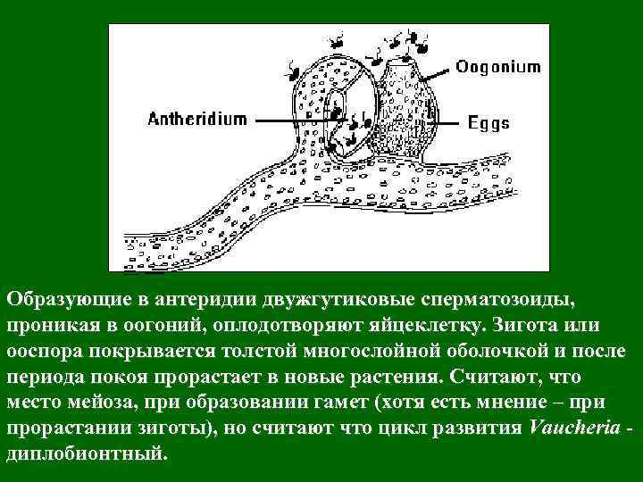 Образующие в антеридии двужгутиковые сперматозоиды, проникая в оогоний, оплодотворяют яйцеклетку. Зигота или ооспора покрывается