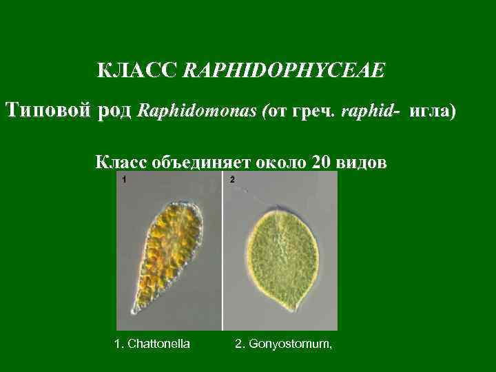 КЛАСС RAPHIDOPHYCEAE Типовой род Raphidomonas (от греч. raphid- игла) Класс объединяет около 20 видов