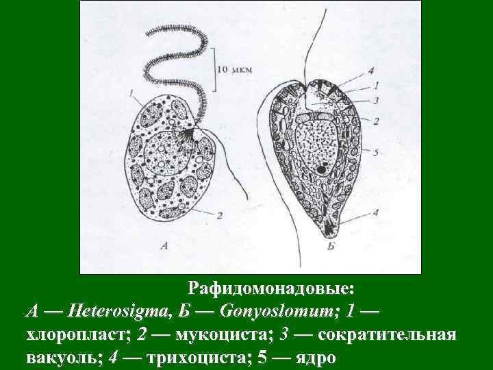 Рафидомонадовые: А — Heterosigma, Б — Gonyoslomum; 1 — хлоропласт; 2 — мукоциста; 3