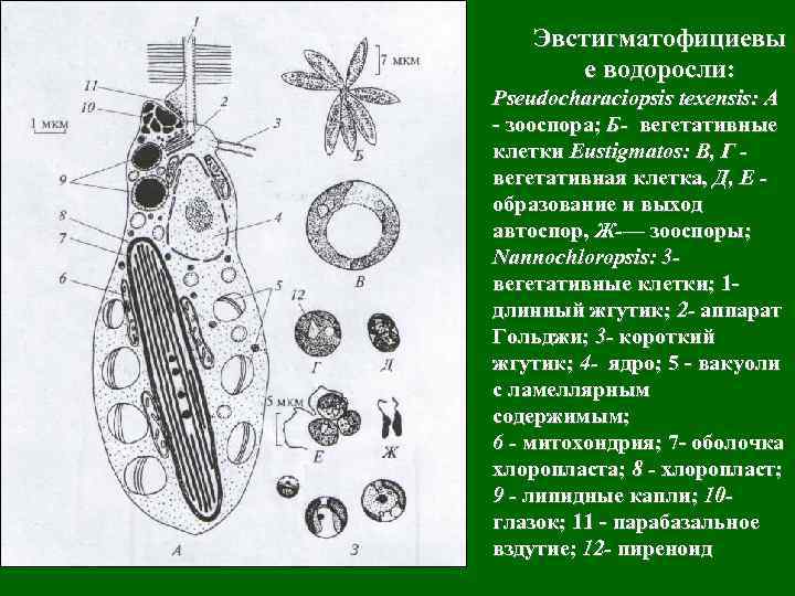 Эвстигматофициевы е водоросли: Pseudocharaciopsis texensis: A - зооспора; Б- вегетативные клетки Eustigmatos: В, Г