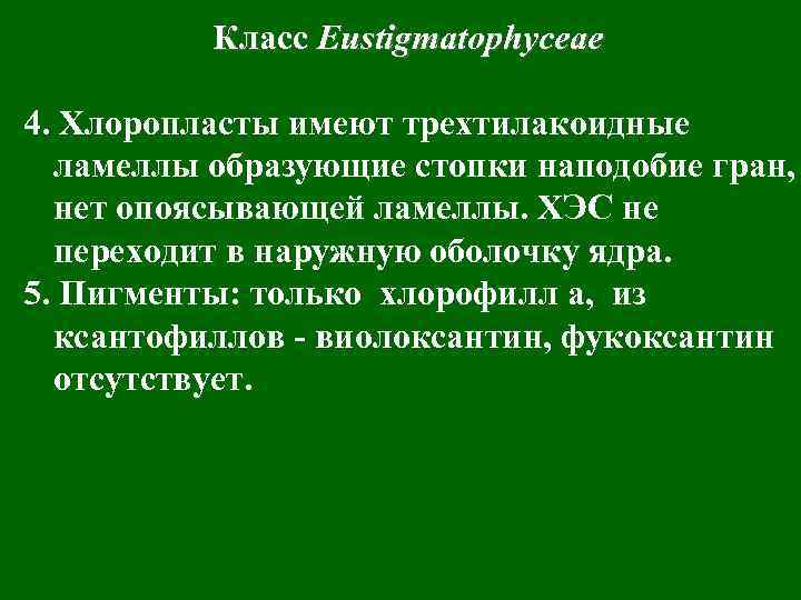 Класс Eustigmatophyceae 4. Хлоропласты имеют трехтилакоидные ламеллы образующие стопки наподобие гран, нет опоясывающей ламеллы.