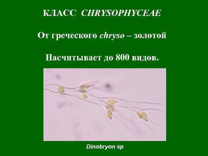 КЛАСС CHRYSOPHYCEAE От греческого chryso – золотой Насчитывает до 800 видов. Dinobryon sp 