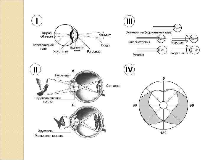 Схема оптической системы глаза физиология